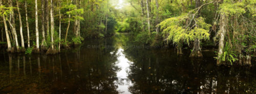 Fine art stock photograph of Sweetwater Slough, in Big Cypress Preserve, Florida. During the rainy season, these sloughs become major waterways for wildlife.