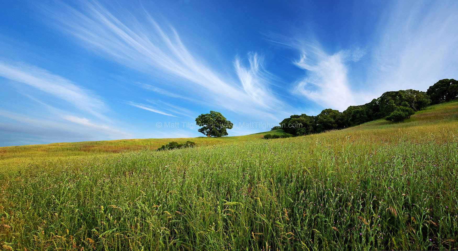 The Rapture - Calero County Park Fine art stock photograph of early summer scene in Calero County Park, California. The wildflowers have faded but the grass remains green, dominating the landscape with rolling verdant hillsides.