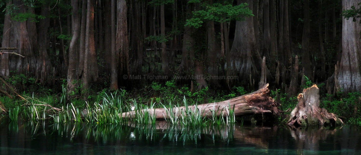 Fine art stock photograph from cypress forest along Florida's Ichetucknee River. The thick dark forest, the fallen log, and the lone ghostly flower combine to create an ethereal ambiance.