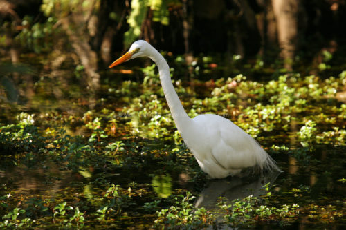 Fine art stock nature photograph of a Great Egret wading through the Florida Everglades.