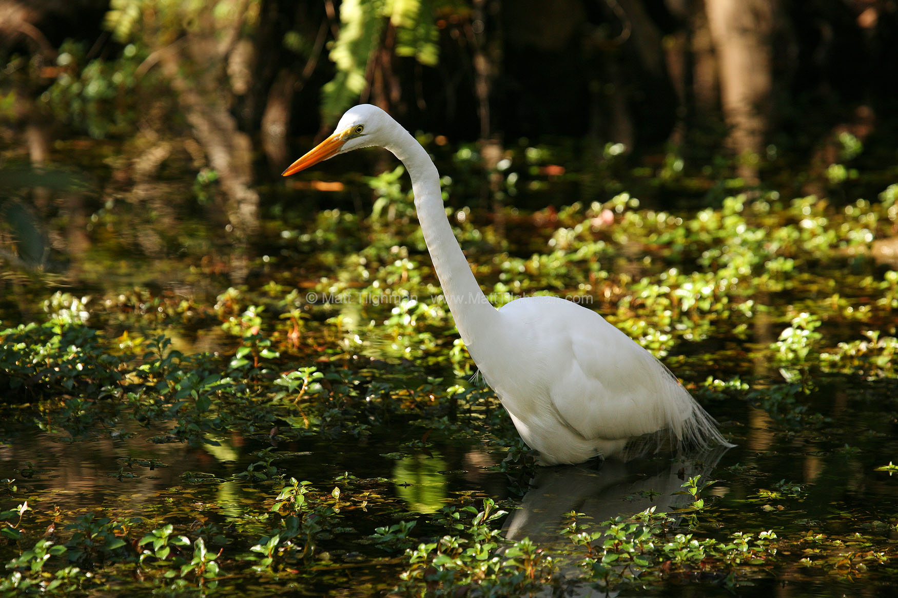 Great Egret Wading at Dusk - Matt Tilghman Photography