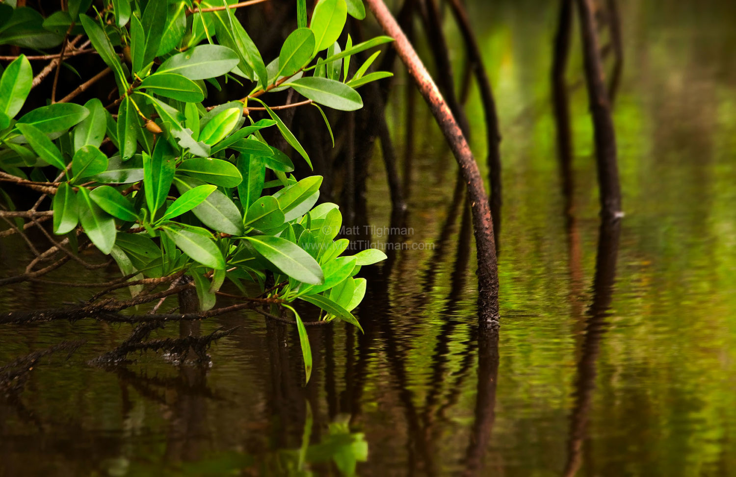 Fine art stock photograph of mangrove roots from Big Cypress Preserve. Canoeing down Halfway Creek, one passes through dense, pristine mangrove forest.