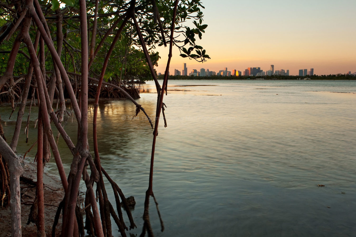 Fine art stock photograph of Miami and Biscayne Bay at sunset, framed by mangroves in Bear Cut Nature Preserve. The city is nearby much natural wilderness, if one cares to seek it out.