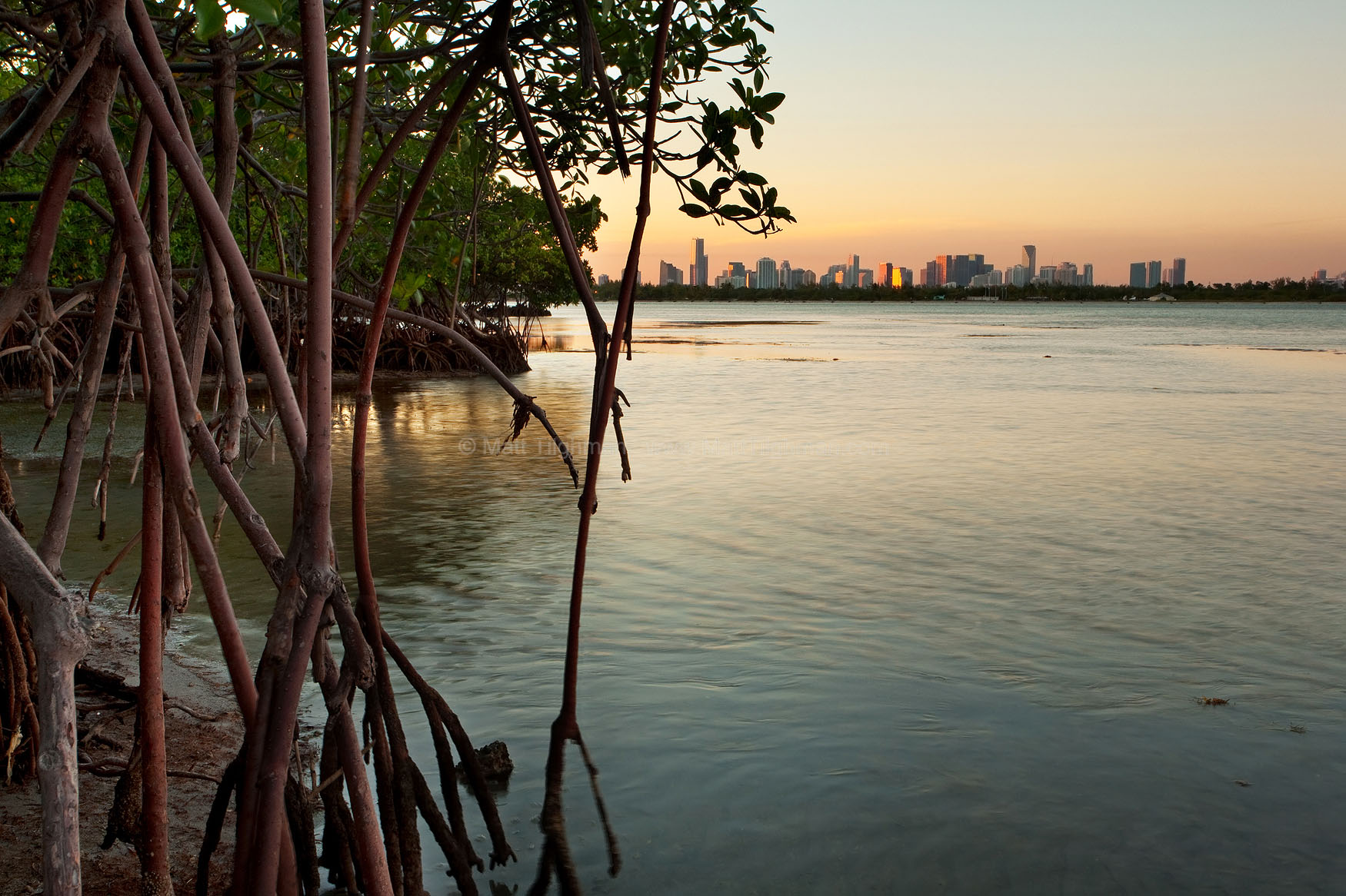 Miami and Mangroves - City and Wilderness Fine art stock photograph of Miami and Biscayne Bay at sunset, framed by mangroves in Bear Cut Nature Preserve. The city is nearby much natural wilderness, if one cares to seek it out.