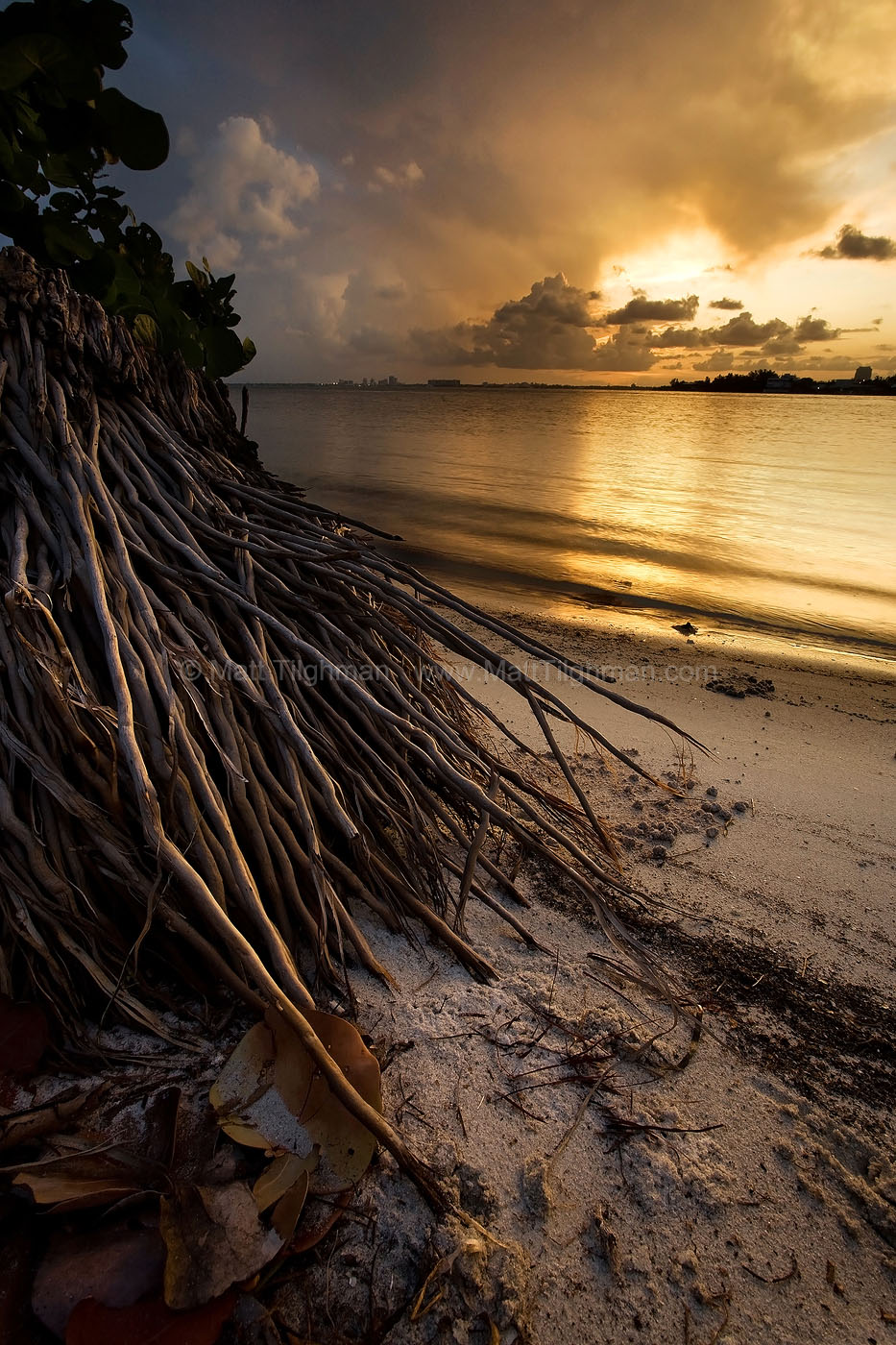 Fine art stock photograph of palm tree roots at sunset. Across the bay lies Miami, but on this portion of Key Biscayne, native foliage still rules the coastline.