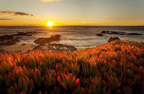 Fine art stock photograph of California's Pescadero Beach. A beautiful sunset back-lights the nonnative iceplant succulents.