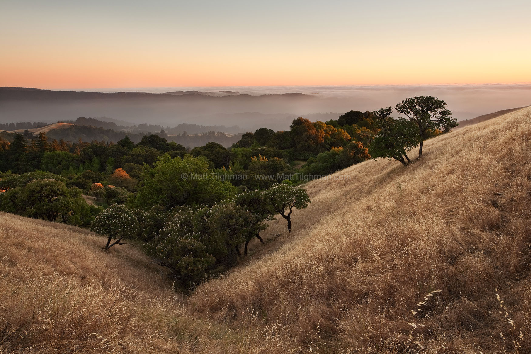 Russian Ridge in Summer Fine art stock photograph from Russian Ridge in Summer. The season brings a sublime peace to the Santa Cruz Mountains of California, which this sunset showcases perfectly.