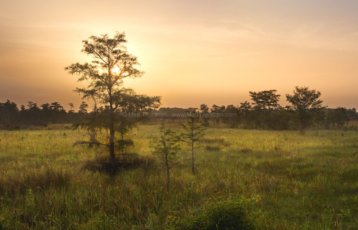 Fine art stock photograph of sunrise in Fakahatchee Strand State Preserve, Florida. The beautiful morning colors arrived later than usual, when the sun rose above a distant cloud bank.