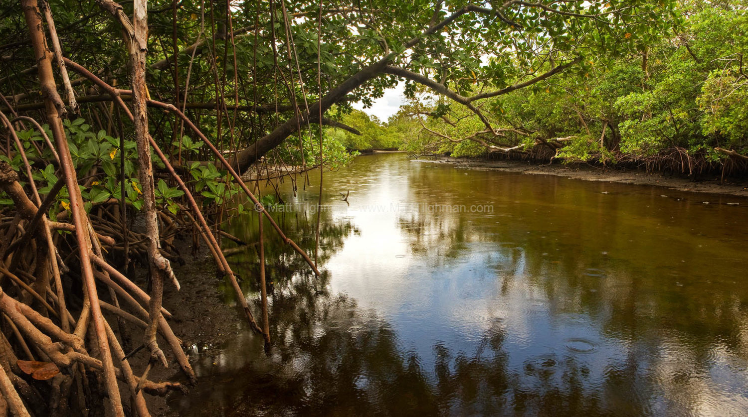 Fine art stock photograph of Whiskey Creek in Von D. Mizell-Eula Johnson State Park, glistening in late afternoon, right before a storm passes through.