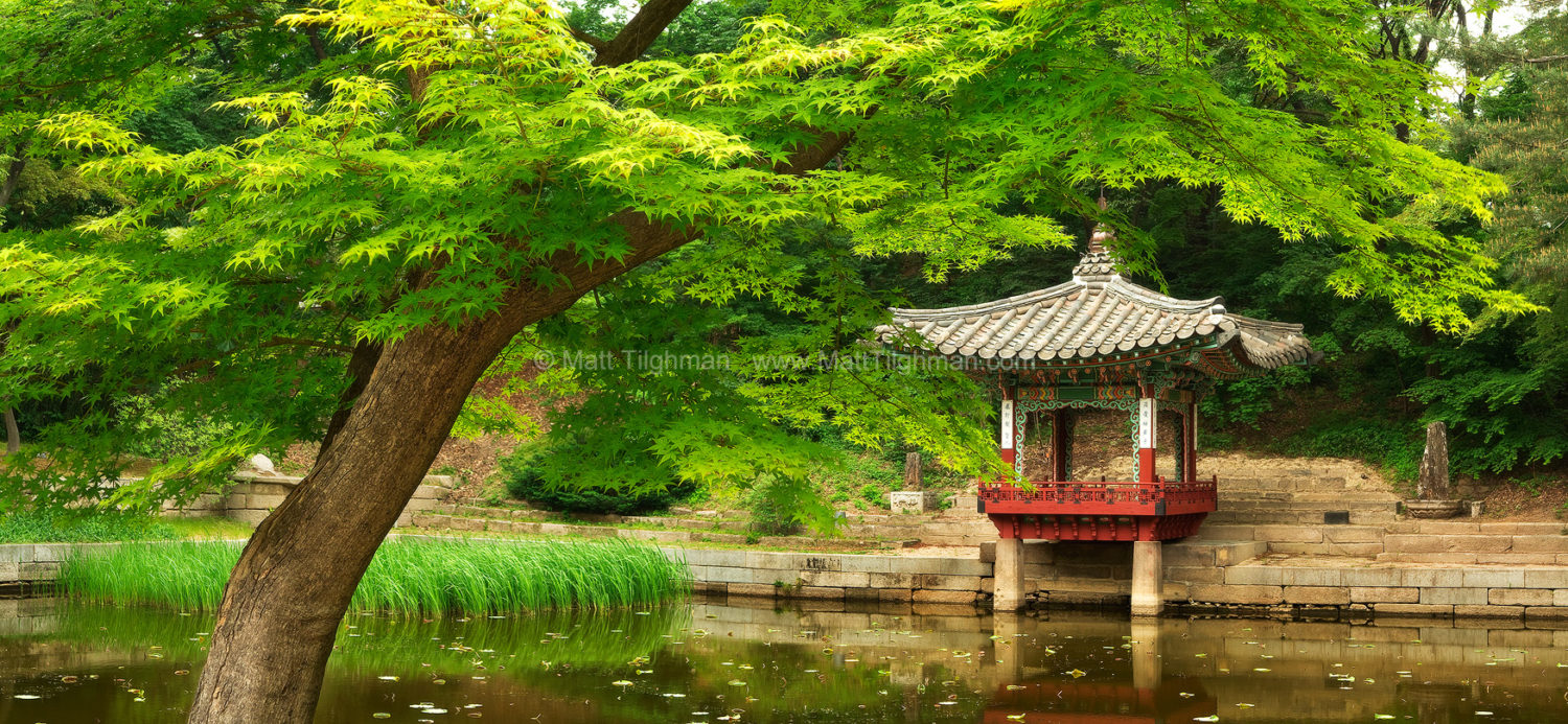 Fine art stock photograph from the Changdeokgung Secret Garden, in Seoul South Korea. Beautiful in any season, it is seen here in the fresh green garb of spring.