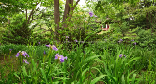 Beautiful fine art stock photograph from the Secret Garden of the Changdeokgung Palace in Seoul, South Korea.