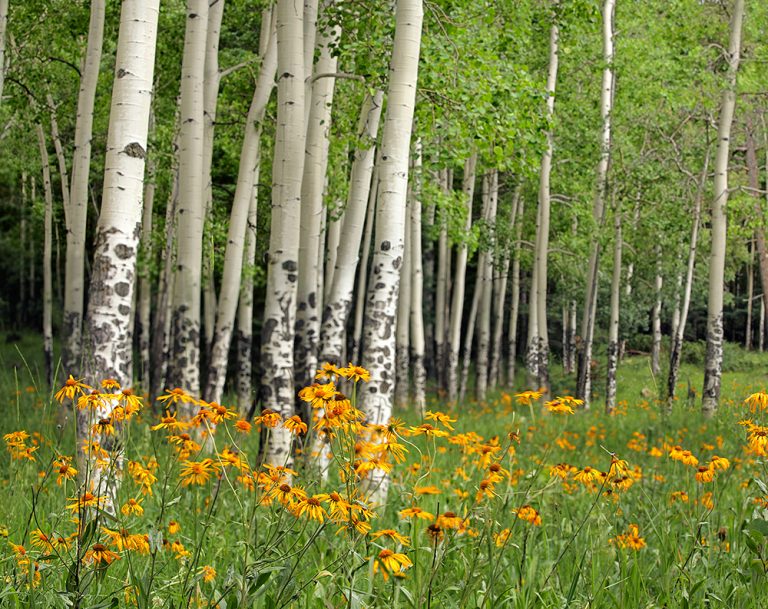 Aspen Grove and Wildflower Meadow near Valles Caldera Matt Tilghman