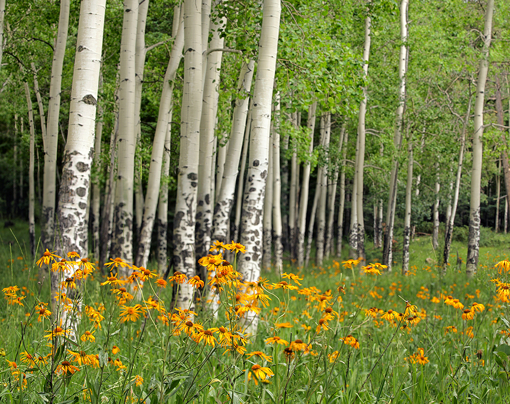 Aspen Grove and Wildflower Meadow in Valles Caldera Fine art stock landscape photograph from the Valles Caldera area of New Mexico. The volcanic soil enables wildflowers and a lush aspen grove instead of desert.