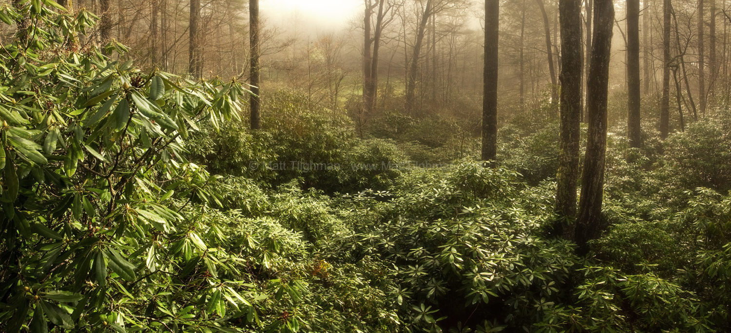 Fine art stock landscape photograph from North Carolina. As the sun pierces through the morning fog, the native rhododendron forest lights up gold and green.