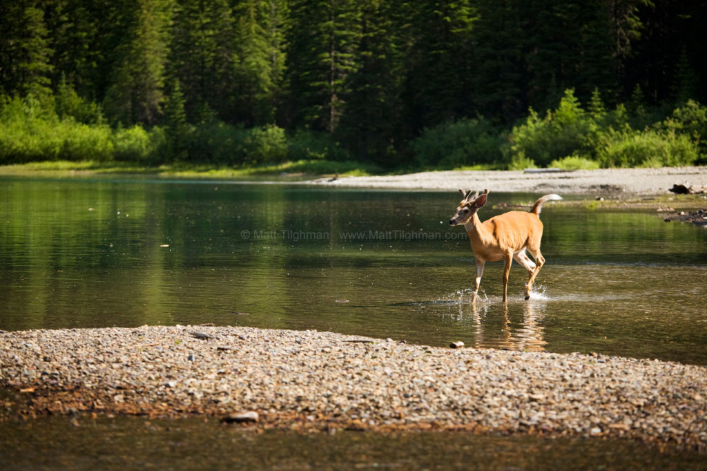 Morning Dip Wildlife in Avalanche Lake, Montana Matt Tilghman Photography