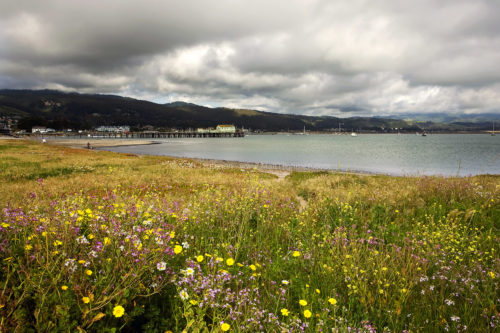 Fine art stock landscape photograph of a California spring wildflower bloom, on Half Moon Bay's Pacific Coast.