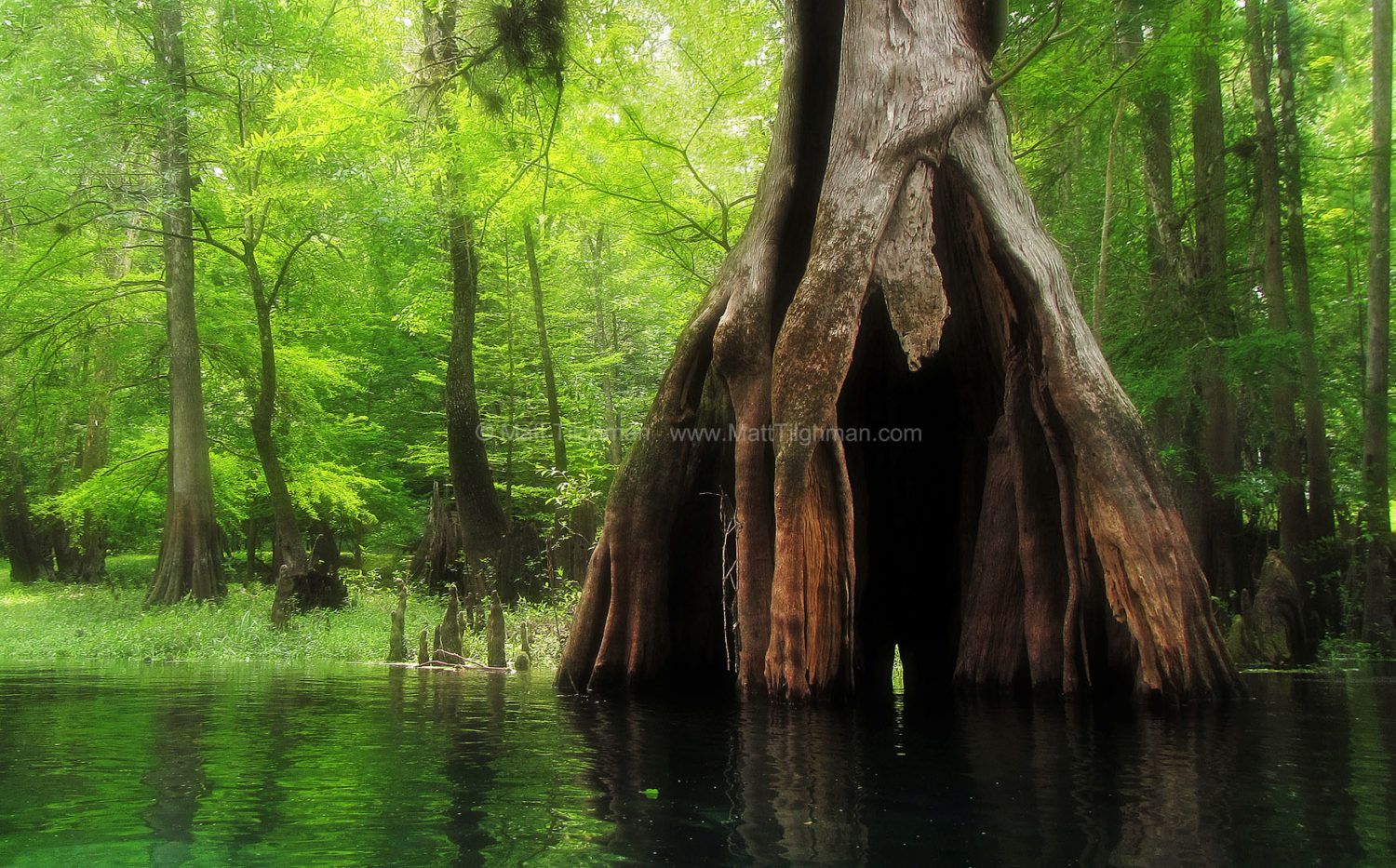 Fine art stock nature photograph from Florida's Ichectucknee River. The beautiful spring-fed waters are rivaled by the massive hollow cypress trees on its banks.