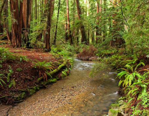 Fine art stock landscape photograph of a quiet stream and beautiful wet redwood forest in Muir Woods, California.