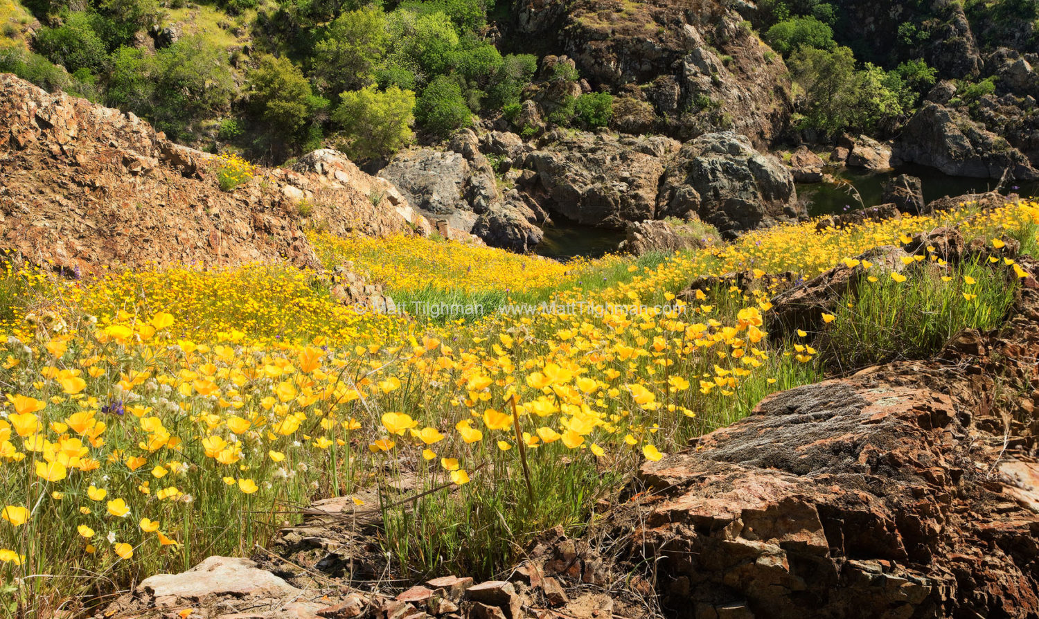 Fine art stock landscape photograph of a beautiful spring wildflower meadow, near Knight's Ferry, California