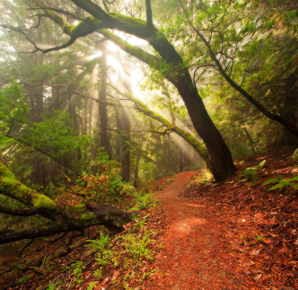 Percolating Sunrise - Thornewood Open Space Fine art stock landscape photograph from Thornewood Open Space, near Palo Alto California. Crepuscular rays burst through the forest canopy at dawn.