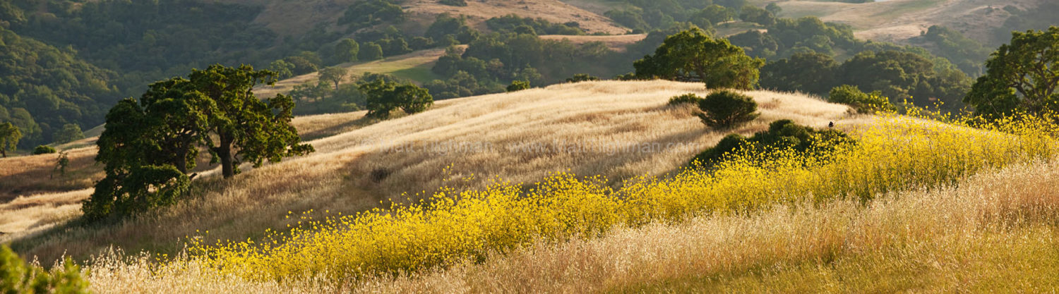 Fine art stock landscape photograph from Calero County Park, California. In early summer, the grass has already turned gold while mustard flowers still bloom.