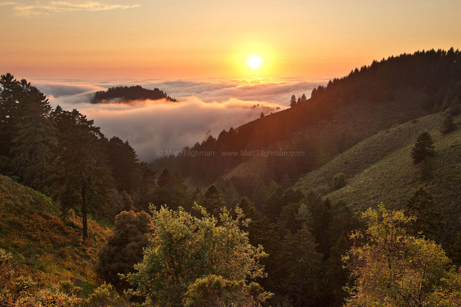 Fine art stock photograph from Whittemore Gulch, in Purisima Creek Redwoods, California. Fog from the Pacific Ocean turns the landscape into a cloudy archipelago.
