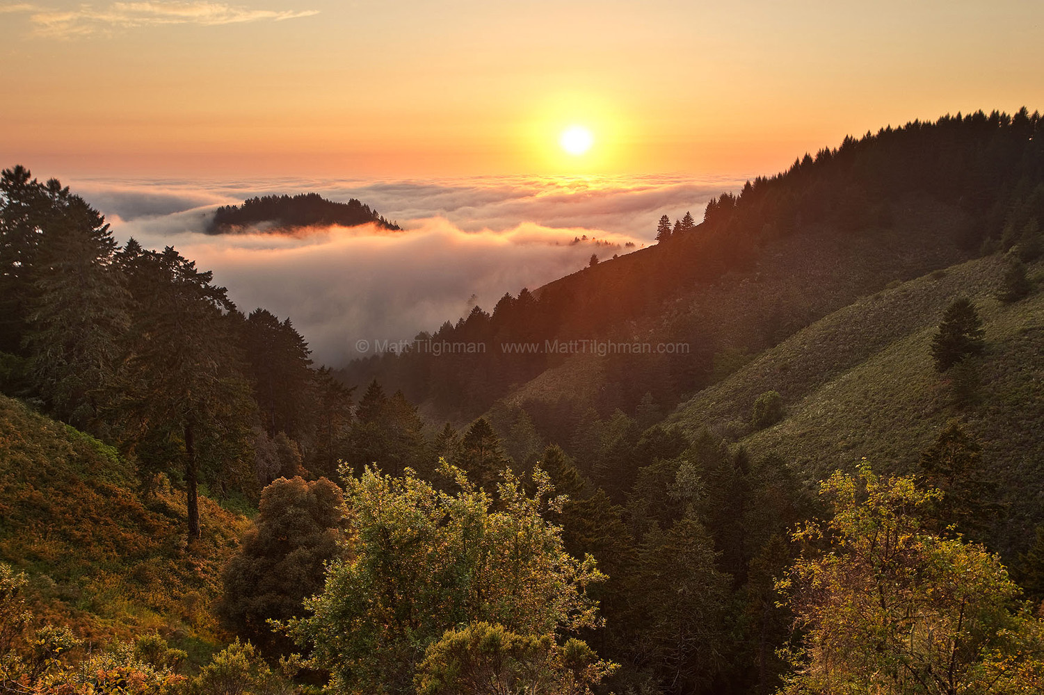 Whittemore Gulch At Dusk - Purisima Creek Redwoods Fine art stock photograph from Whittemore Gulch, in Purisima Creek Redwoods, California. Fog from the Pacific Ocean turns the landscape into a cloudy archipelago.