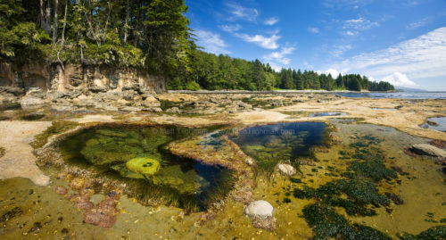 Fine art stock photograph from Botanical Beach, in Canada's Juan de Fuca Provincial Park. The beach's tide pools showcase the areas diverse coastal wildlife.