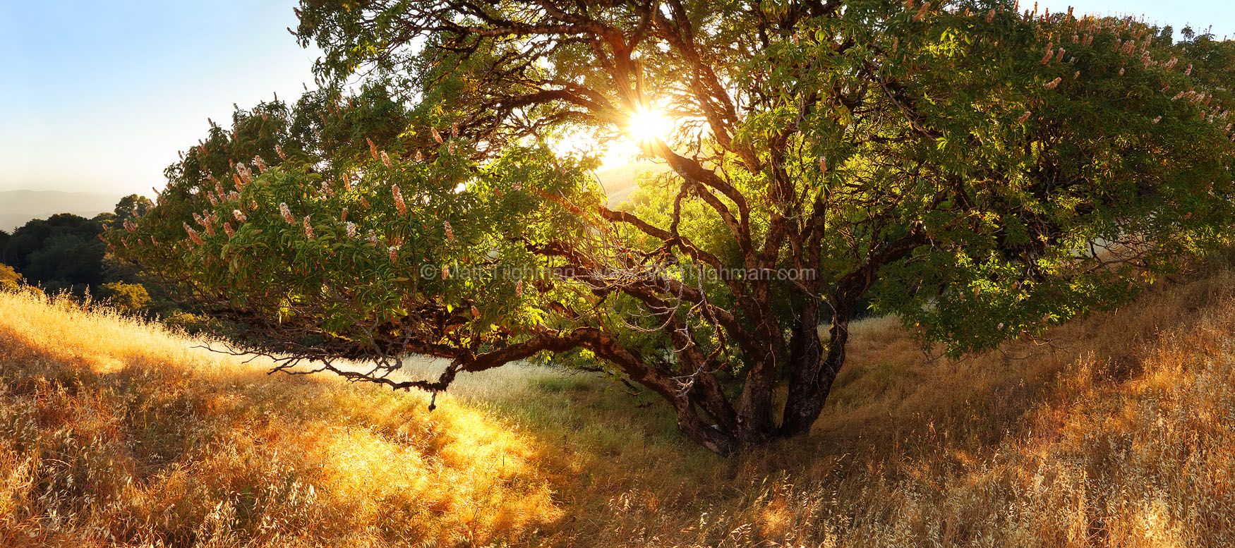 The Giving Tree - California Buckeye at Sunset Fine art stock photograph of a stunning California Buckeye specimen in late afternoon. Taken in summer in the Santa Cruz Mountains, near Russian Ridge.