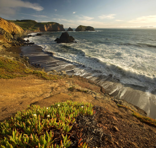 Fine art stock photograph from Rodeo Beach, in the Marin Headlands of California. The blooming ice plant faces the setting sun and the Pacific Ocean.