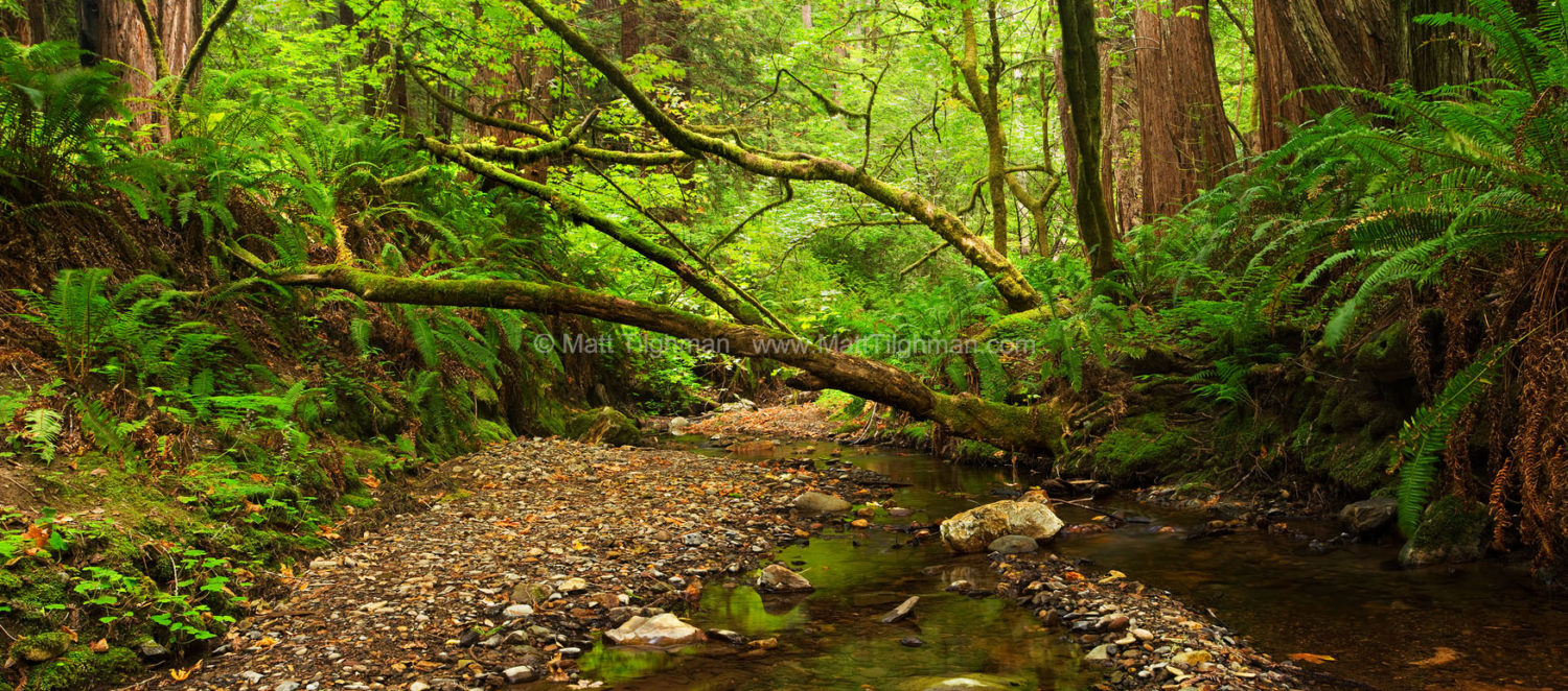 Fine art stock nature photograph of Purisima Creek, located in Purisima Creek Redwoods Open Space of California's Santa Cruz Mountains.