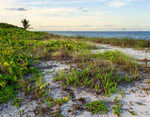 Fine art stock photograph of natural South Florida coastline in Mizell-Johnson State Park, near Fort Lauderdale. The beautiful landscape oozes serenity at sunset.