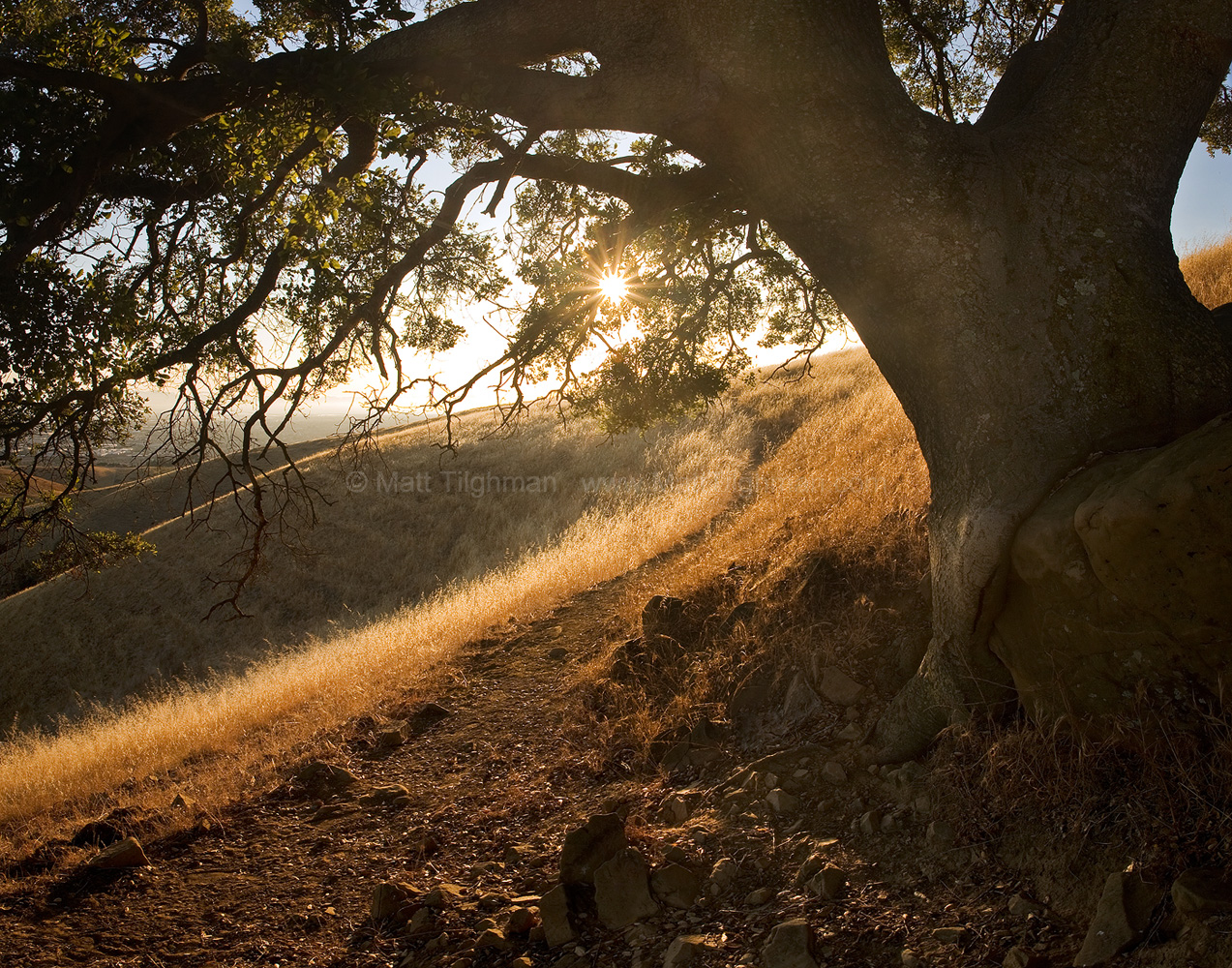 Stay Awhile - Summer East Bay Sunset Fine art stock photograph from California's East Bay Area. From the shade of an ancient oak tree, the sunset lights the chaparral landscape and city beyond.