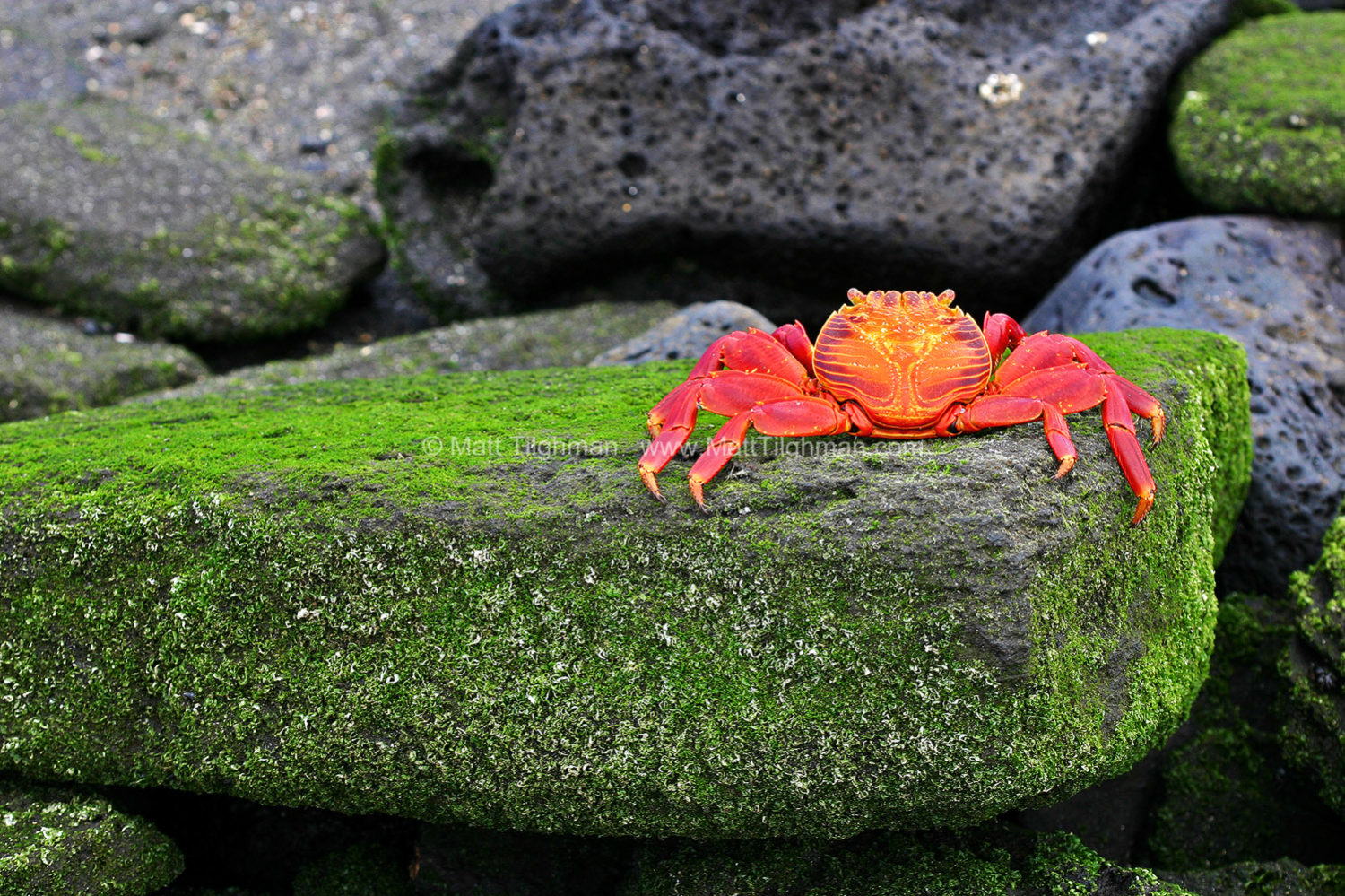 Fine art stock nature photograph of a Sally Lightfoot crab (Graspus graspus) atop an algae-covered rock, in the Galapagos Islands of Ecuador.