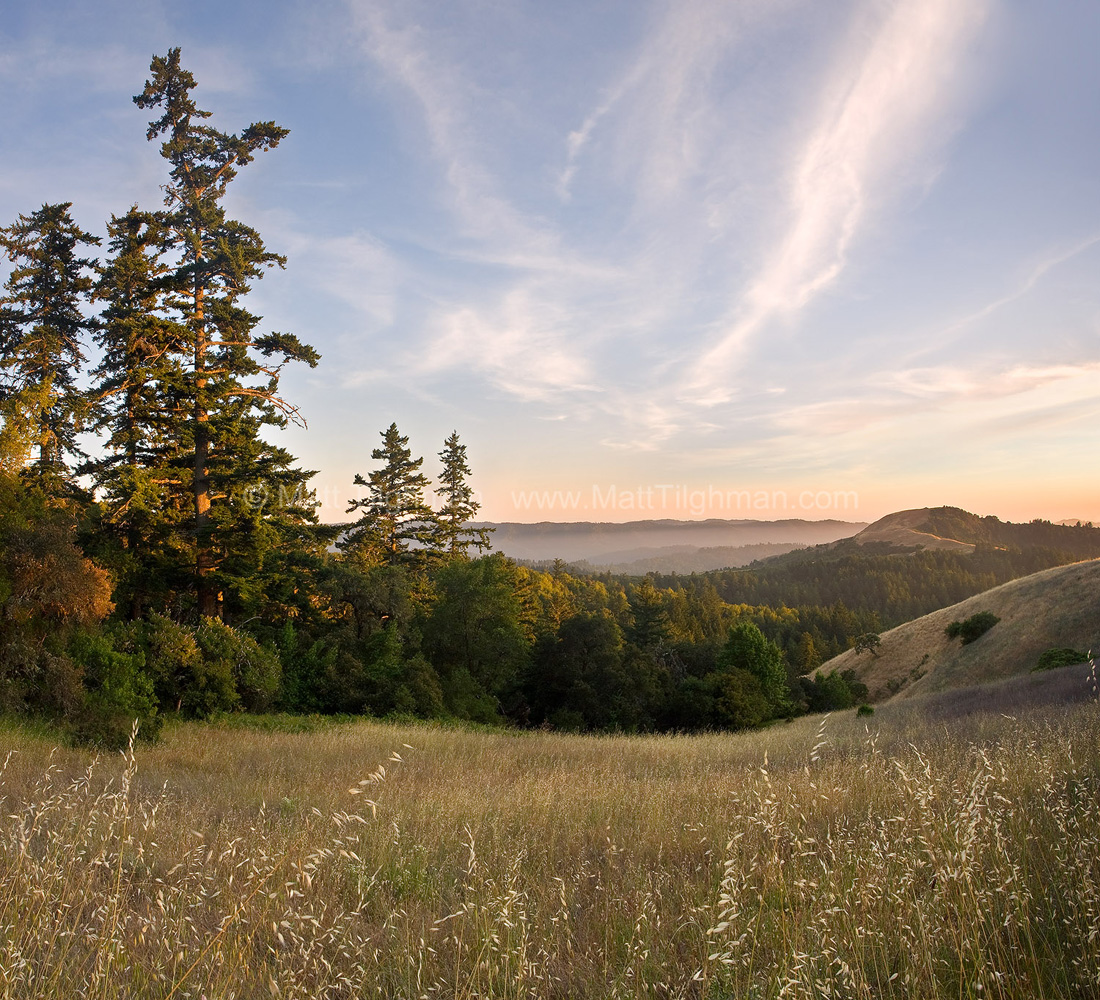 Fine art stock photograph of Alder Springs Trail, Russian Ridge Open Space, in the Santa Cruz Mountains of California, in the warm colors of early summer.