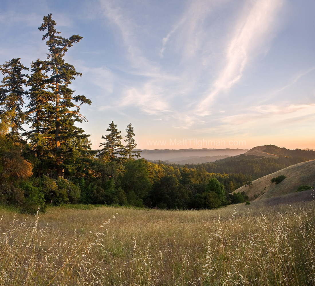 Alder Springs - Santa Cruz Mountains Fine art stock photograph of Alder Springs Trail, Russian Ridge Open Space, in the Santa Cruz Mountains of California, in the warm colors of early summer.