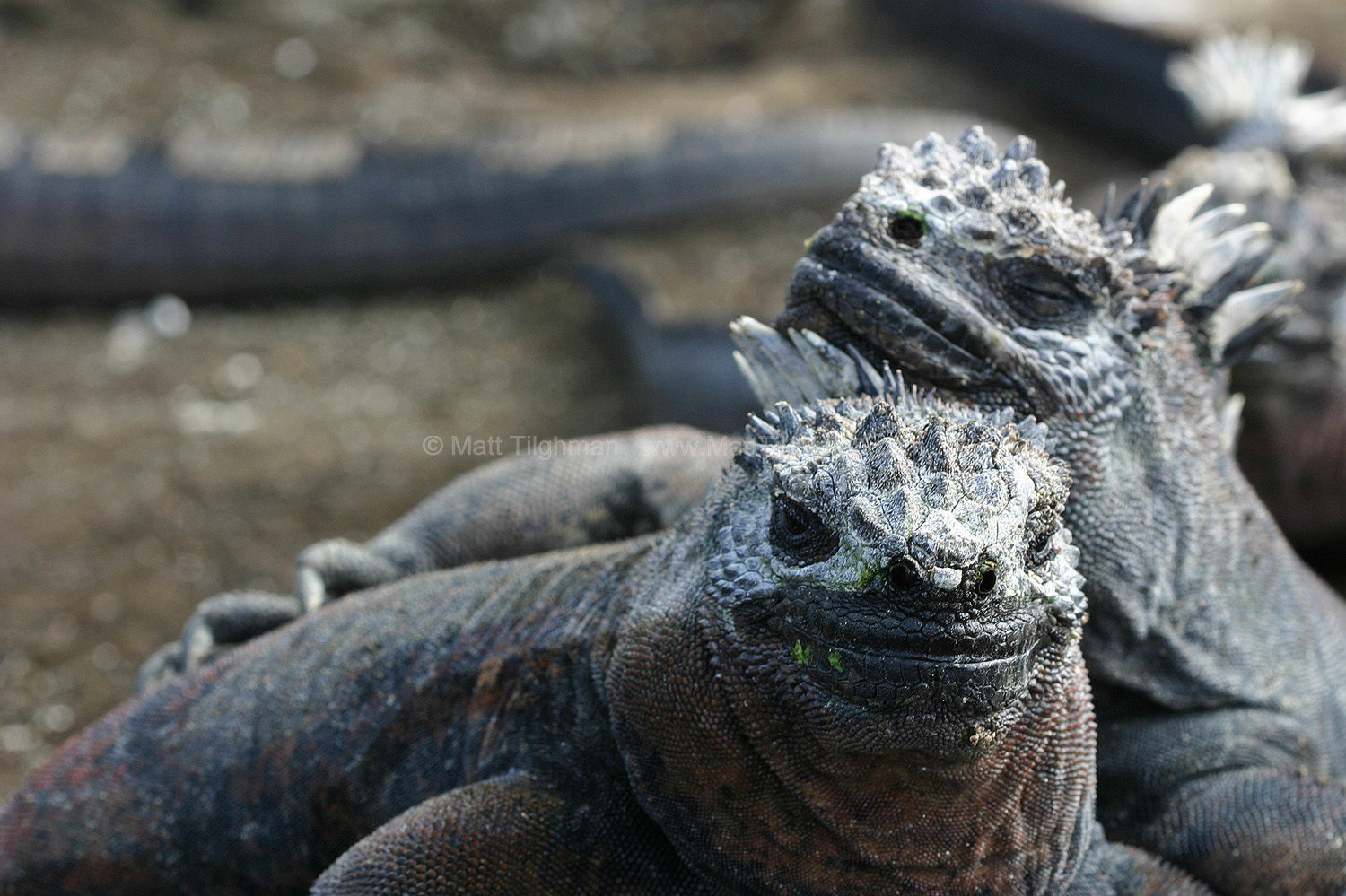 Fine art stock nature photograph of two cozy Marine Iguanas on the Galapagos Islands, recycling valuable body heat among friends.