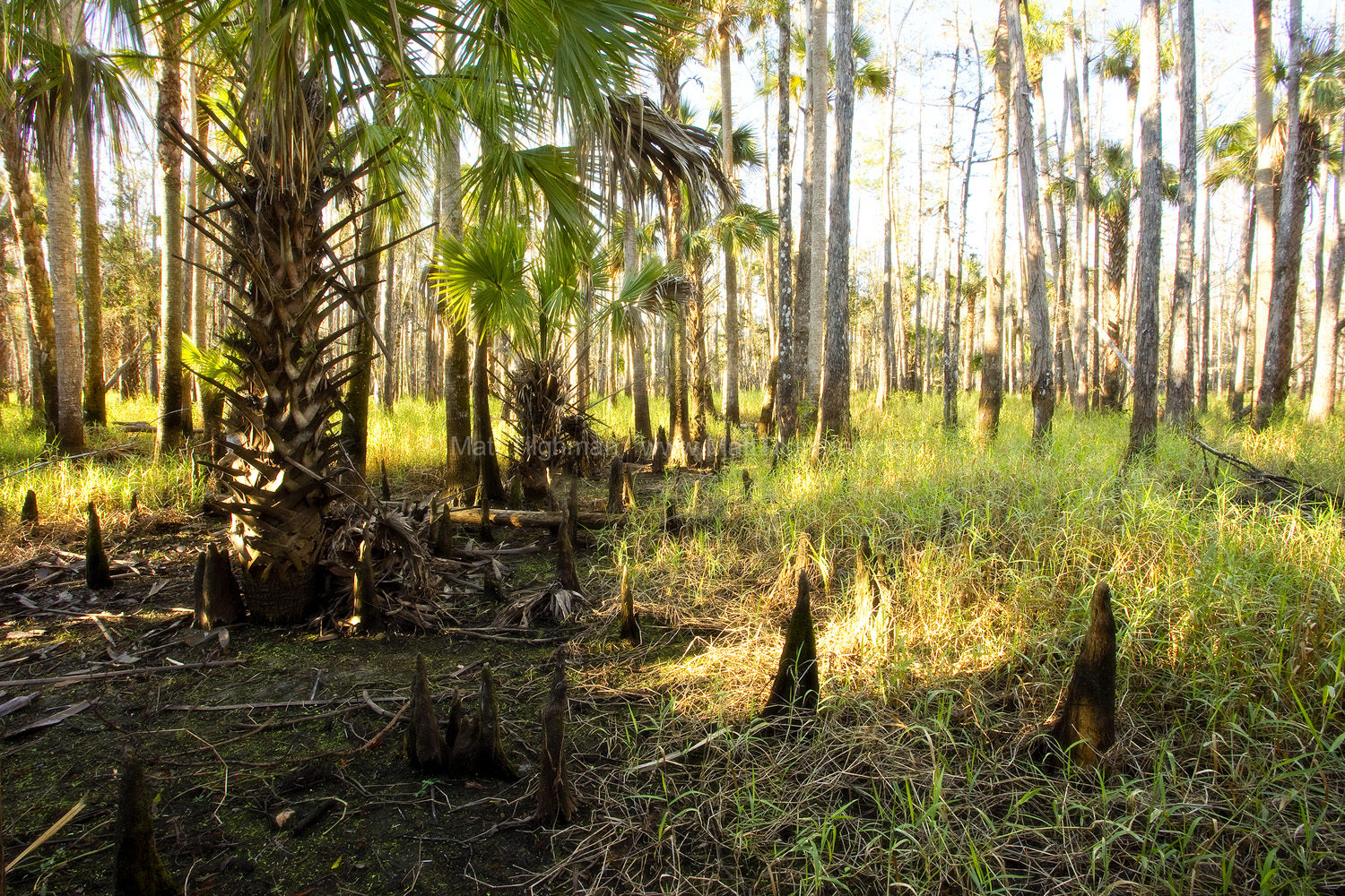 Fine art stock photograph of Florida forest by Fisheating Creek, near Lake Okeechobee. The morning sunlight turns the dew grass a brilliant gold.