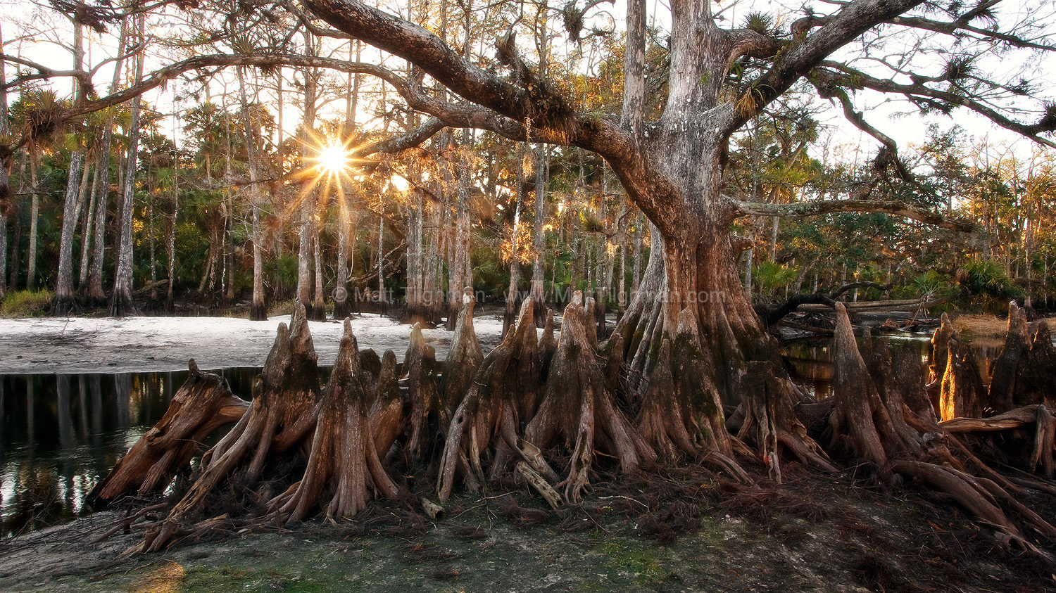Fine art stock landscape photograph from the Florida cypress swamp along Fisheating Creek, showing the Memorial Tree at sunrise.