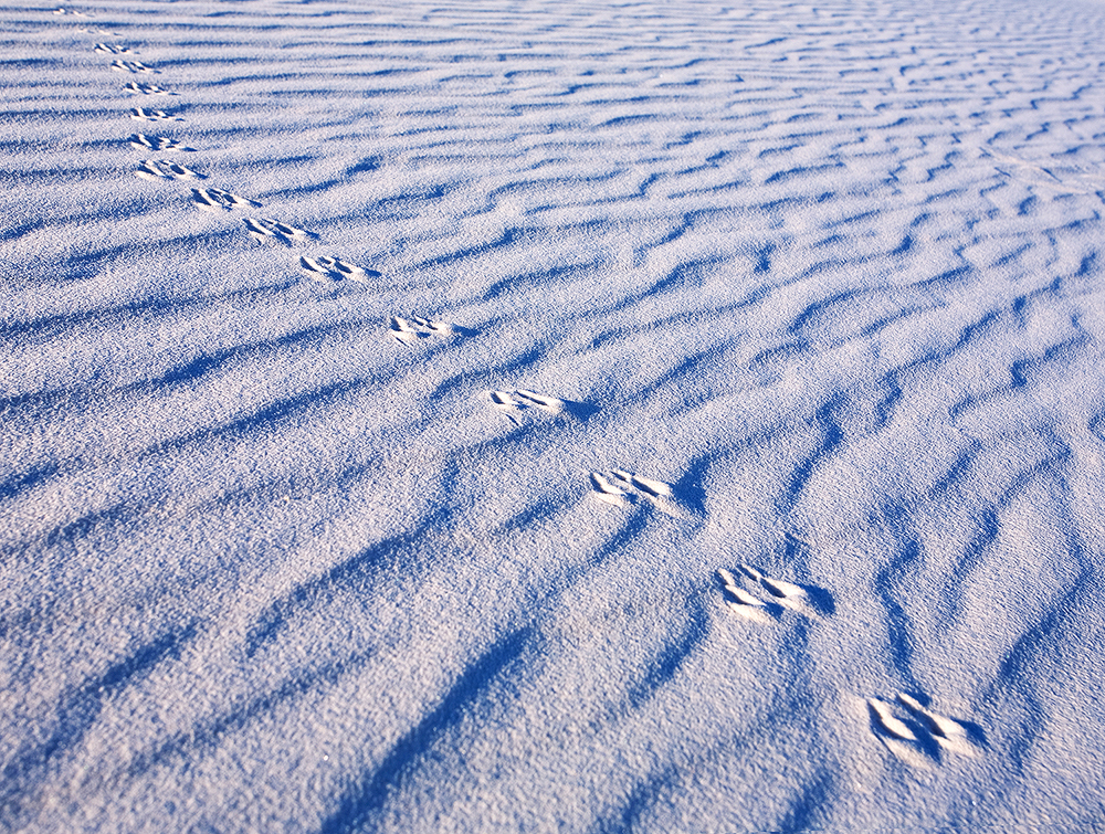 Local Nightlife - White Sands Fine art stock nature photograph from White Sands National Monument, New Mexico. Animal tracks are revealed by the dawn light, soon to be erased by wind.