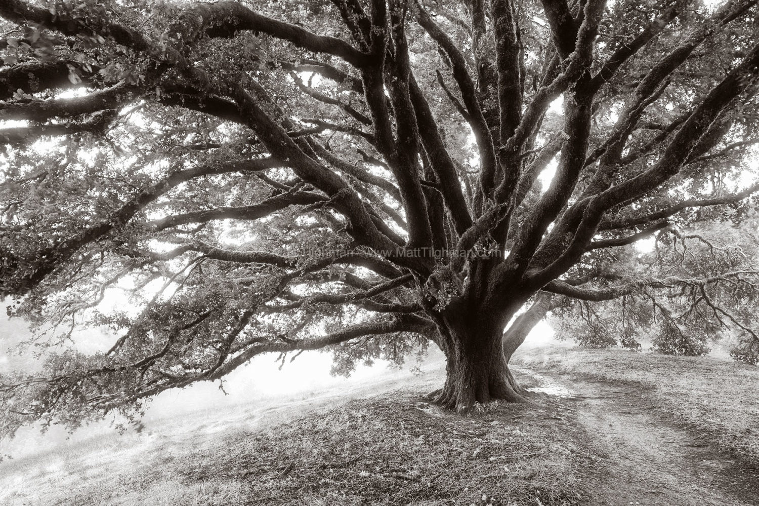 Fine art stock photograph of a massive oak tree in Russian Ridge Open Space -- a guardian angel watching over the California chaparral.