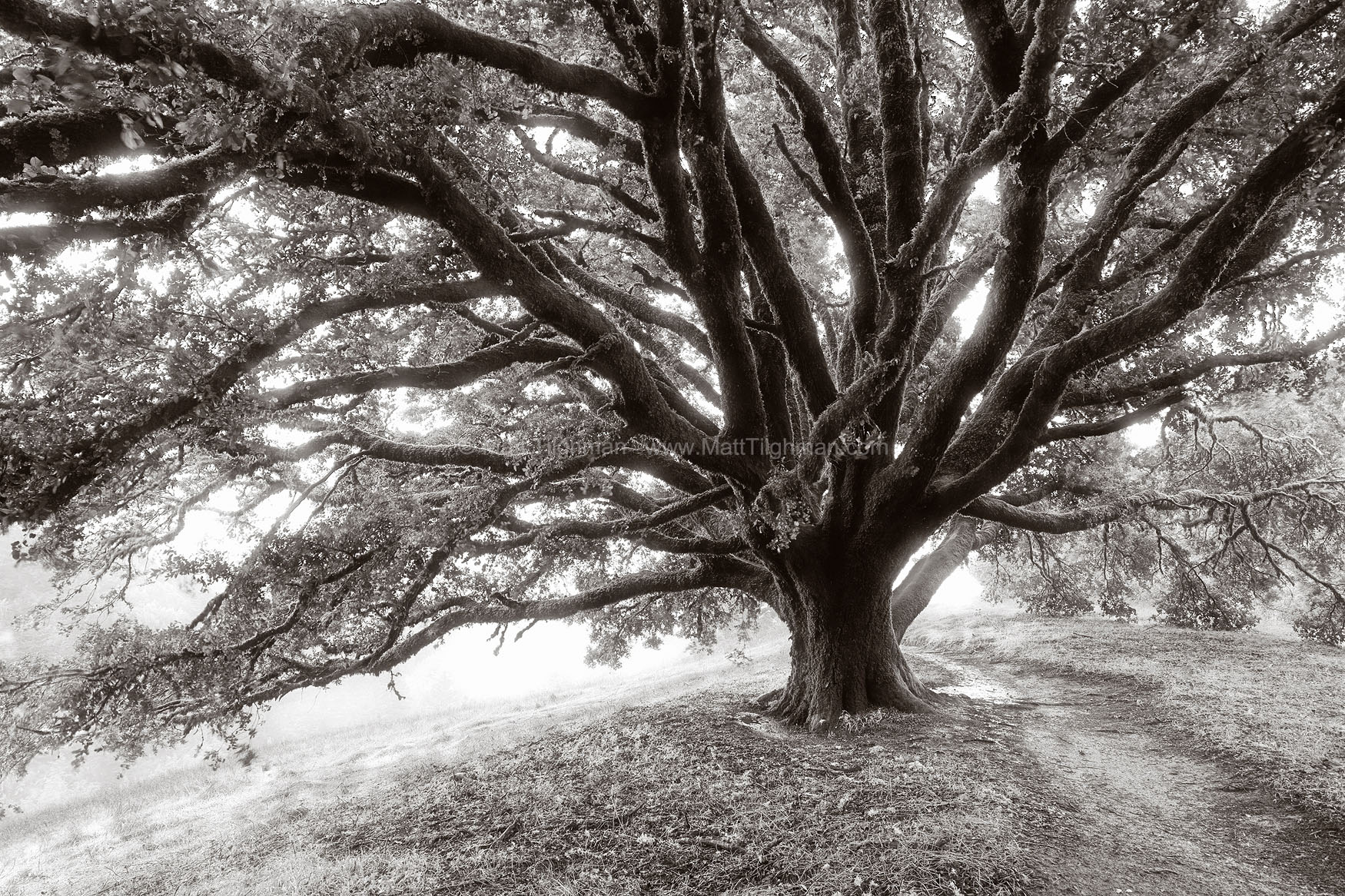 Angelic Oak - California Chaparral Fine art stock photograph of a massive oak tree in Russian Ridge Open Space -- a guardian angel watching over the California chaparral.