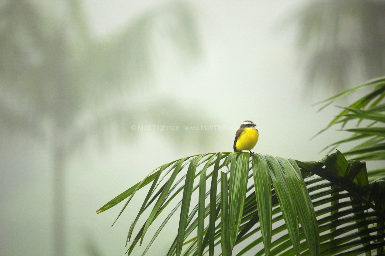 Fine art stock photograph of a beautiful tropical bird deep within the misty cloud forests of Costa Rica. These jungles are chock-full of flora and fauna.