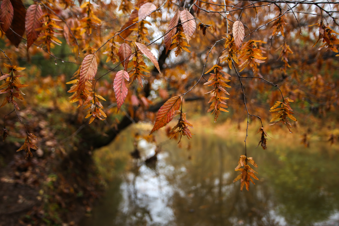 Hornbeam tree in autumn along the banks of Stony Brook, Mercer County New Jersey