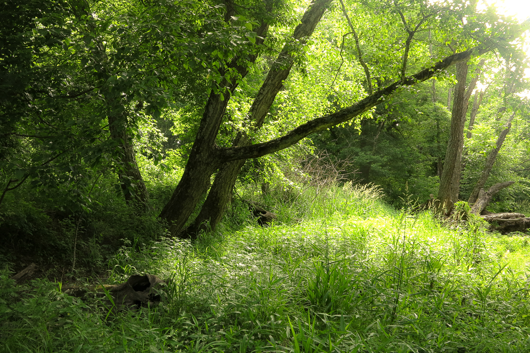 Grassy fields on the banks of the Stony Brook, in Mercer County New Jersey
