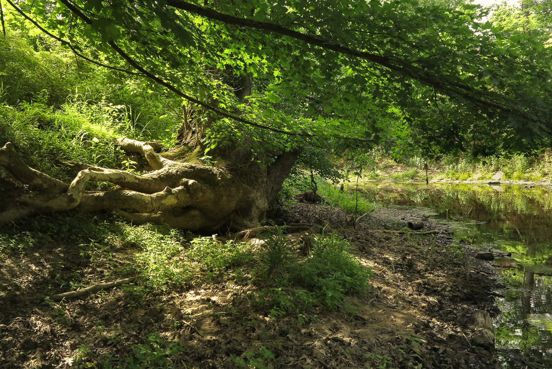 Giant tree roots on the banks of the Stony Brook, in Mercer County New Jersey